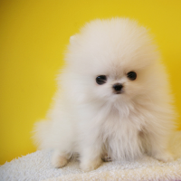 小型正宗白色博美犬出售 白色博美犬价格