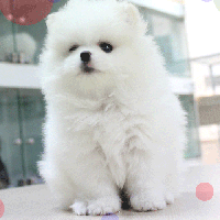白色博美犬出售 博美犬舍多少钱一只幼犬