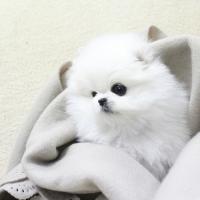 韩系白色博美犬舍博美犬多少钱一只幼犬 小型正宗