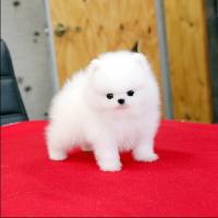 韩系白色博美狗狗出售 白色博美狗狗多少钱一只