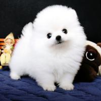 白色博美犬幼犬图片 白色博美犬哪里买