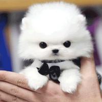 韩系白色茶杯犬图片多少钱一只 哈多利球形博美犬出售