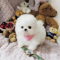 韩系白色博美犬图片 白色博美犬出售多少钱一只