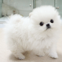 白色博美犬出售多少钱一只幼犬 博美犬图片小型正宗
