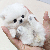 韩系白色博美犬出售 博美犬舍小型正宗博美犬价格