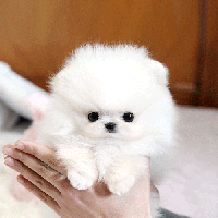韩系白色哈多利球形博美狗狗价格 白色博美犬图片