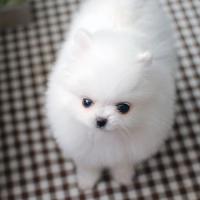 白色博美幼犬都是一只 小型正宗 白色博美犬图片