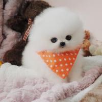 韩系白色博美犬图片 白色博美犬出售价格
