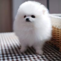 韩系博美犬舍白色博美犬幼犬图片多少钱一只 小型正宗