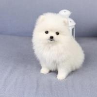 白色博美犬多少钱一只 小型正宗 白色博美犬图片