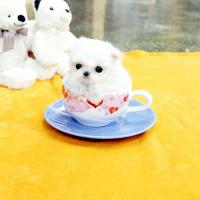 北京马尔济斯犬出售 白色马尔济斯犬价格