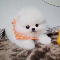 韩系博美犬舍白色博美犬出售多少钱一只 小型正宗