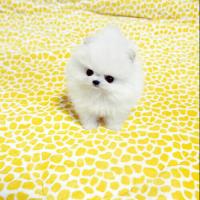白色博美狗狗的一般价格 白色博美犬图片