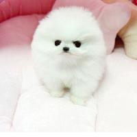 白色博美狗狗幼犬价格 白色博美犬幼犬图片