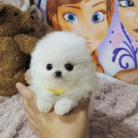 韩系白色博美犬多少钱一只 博美幼犬出售