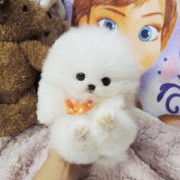 韩系博美犬舍白色博美犬出售 博美犬多少钱一只