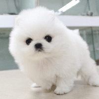 韩系白色博美犬图片 博美犬舍博美犬出售小型正宗