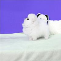 韩系白色博美狗狗幼犬价格 白色博美狗狗图片