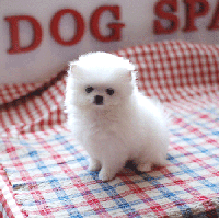 白色博美犬的一般价格 白色博美犬幼犬图片