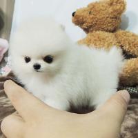 韩系博美犬舍白色博美犬价格多少钱一只幼犬 小型正宗