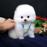 韩系白色博美犬怎么挑 白色博美犬哪里买