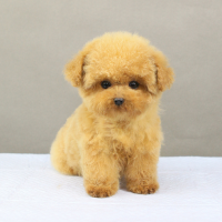 北京犬舍奶油色泰迪犬图片 奶油色泰迪犬多少钱一只