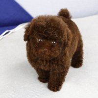 北京棕色泰迪茶杯犬出售 棕色泰迪狗图片