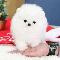 白色哈多利博美犬图片多少钱一只 白色博美犬出售