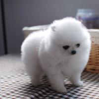 白色博美幼犬多少钱一只 小型 正宗 白色博美犬图片