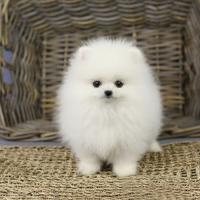 白色博美犬的一般价格 白色博美犬图片多少钱一只