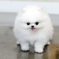 白色哈多利球形博美犬多少钱一只 小型 正宗