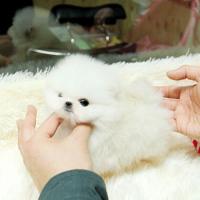 韩系白色茶杯犬多少钱一只 白色博美狗狗价格