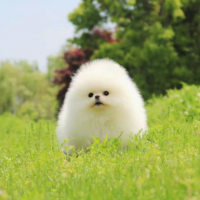 白色博美犬多少钱一只 小型正宗 北京博美犬舍