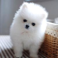 白色博美犬幼犬 白色博美犬多少钱一只