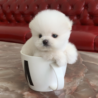 博美俊介茶杯犬多少钱一只白色 北京博美犬舍价格