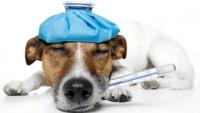 怎么给狗狗量体温？如何知道狗狗是否发烧呢？