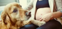 怀孕期间如何科学养狗