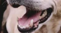 博美犬刷牙的频率是什么