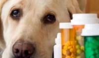 关于狗狗吃药喂药的经验大总结