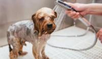 谣言粉碎机——关于狗狗十大美容误区：误听传言可能会对你的狗造成伤害!