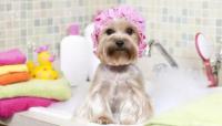 狗狗不能经常洗澡吗 这11种情况下不能给狗狗洗澡?