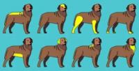 学会这8种撸狗手法，保证狗狗会越来越喜欢你！