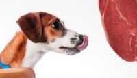狗狗吃哪种肉比较好 最有营养