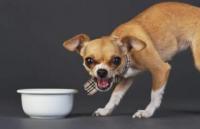 狗狗老是护食吃不饱怎么办呢？如何纠正呢？