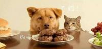 狗狗为什么不能吃人吃的饭菜
