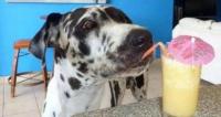 狗狗怎么喝水，喝什么水？