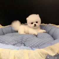 北京哈多利球体博美犬图片 纯种白色俊介犬价格