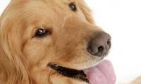 狗狗的动作代表什么语言 怎么才能听懂狗狗的语言