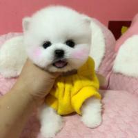 北京白色纯种俊介犬图片 哈多利球形博美价格