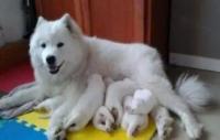 萨摩耶母犬断奶期应该怎样护理与喂养？